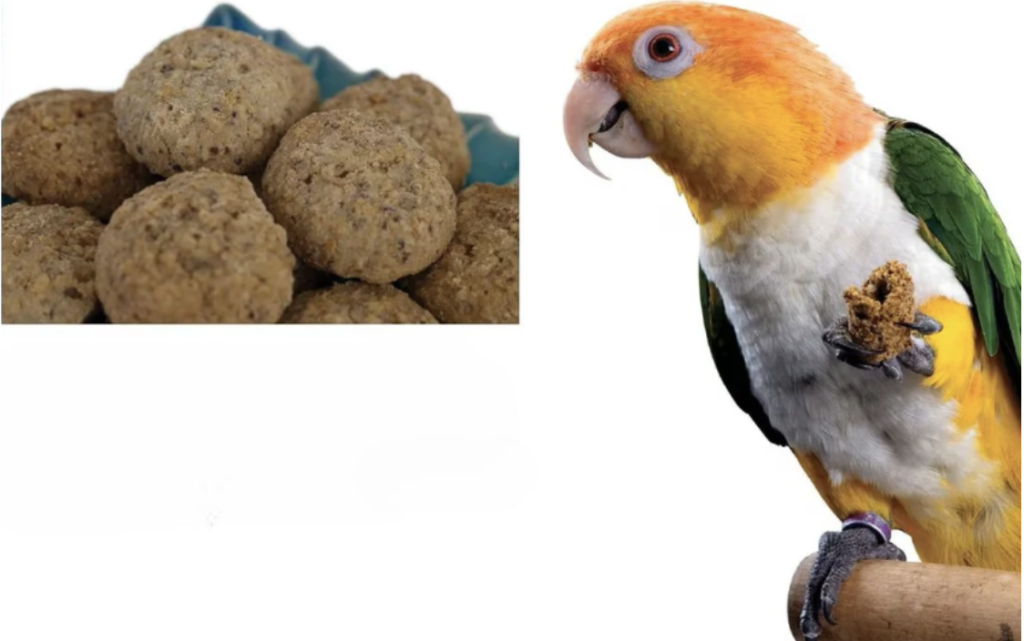 The Real Reason Organic Bird Seeds Should Be in Your Parrot's Bowl